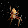 Barn Spider