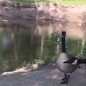 Canadian Geese