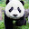 Panda Wallpapers