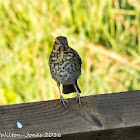 Song Thrush