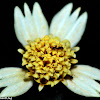 Tridax Daisy