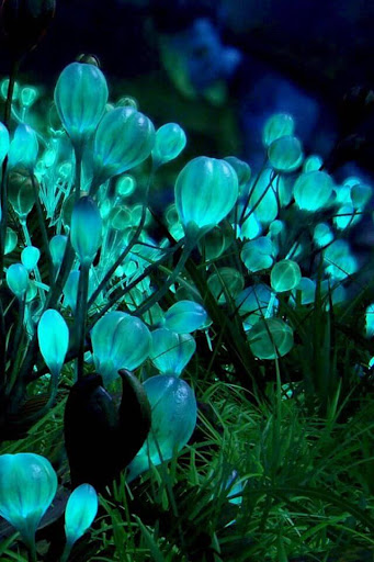 Glowing Flowers Live Wallpaper