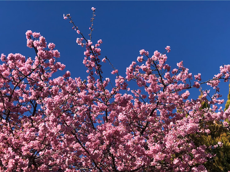 3シリーズ セダンの夫婦旅行♨️・河津桜・道の駅・全国旅行支援・鳥ちゃんに関するカスタム事例の投稿画像2枚目