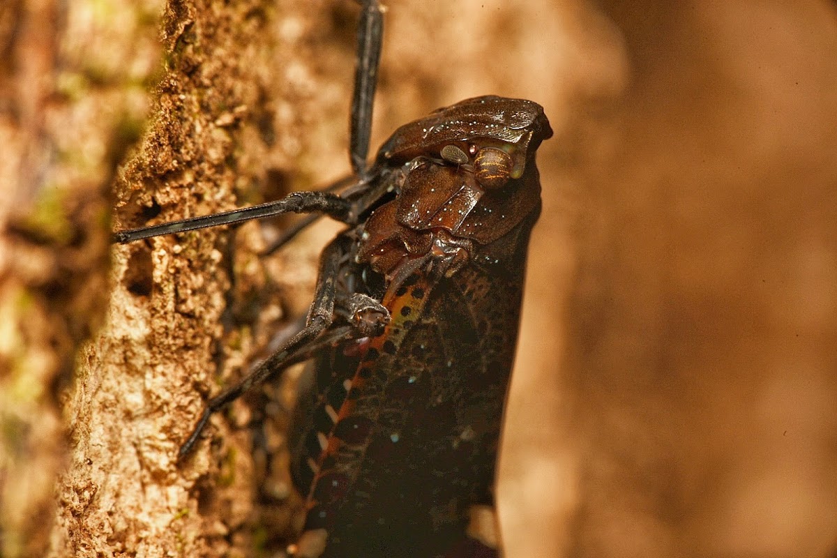 Lantern Flies