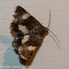 4-spotted Moth