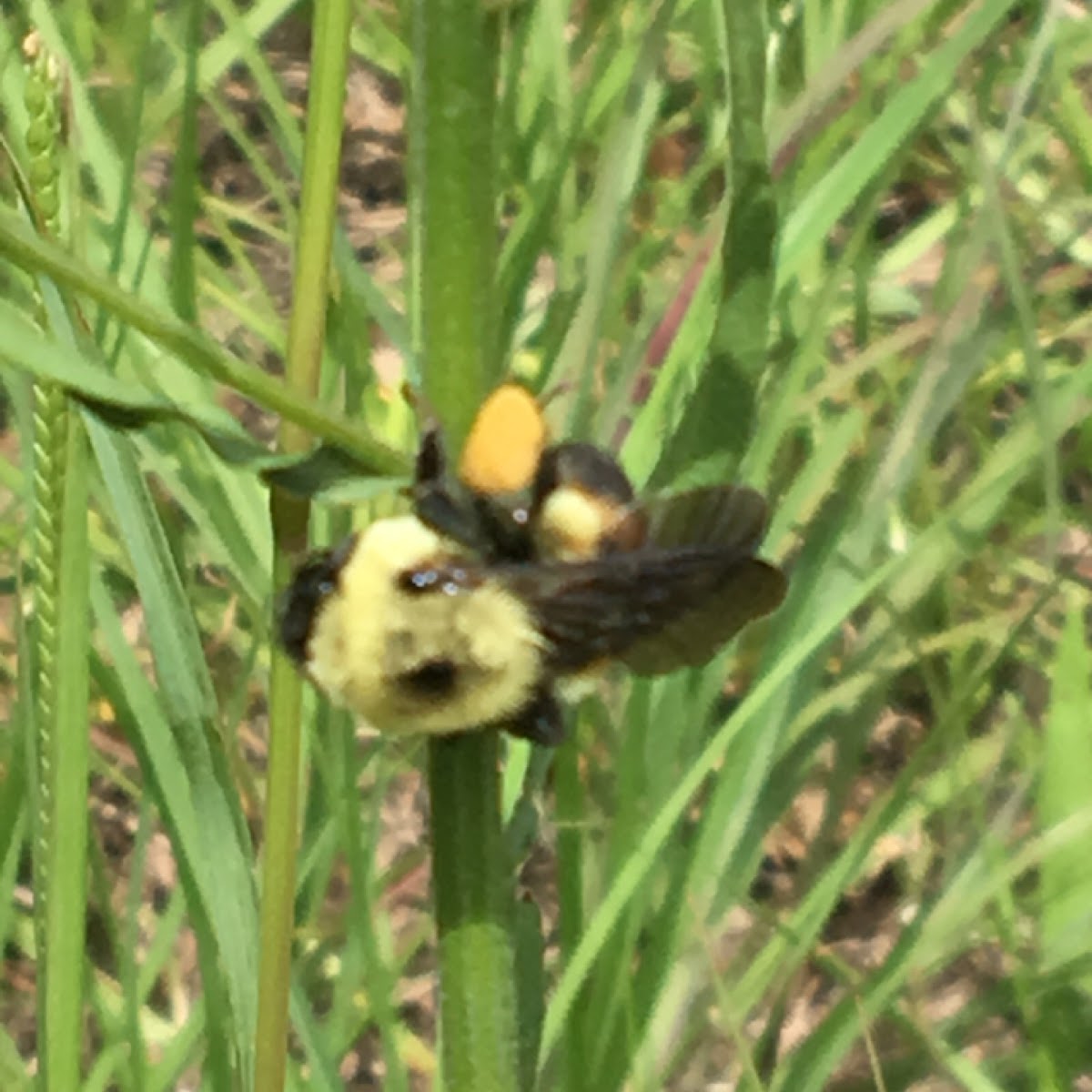 Eastern carpenter bee