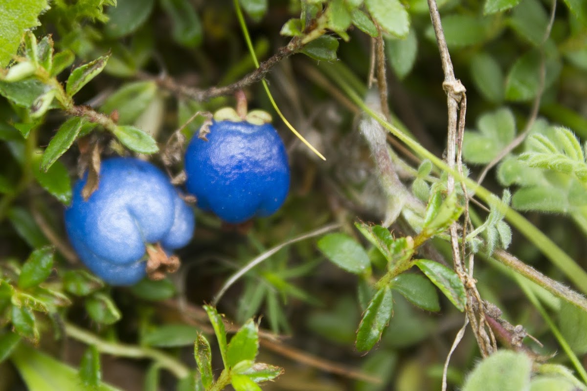 Himalayan Snowberry