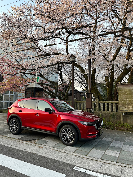 CX-5のサクラと愛車・4月もよろしくお願い致します🌸・桜・ドライブ・桜とコラボに関するカスタム事例の投稿画像1枚目