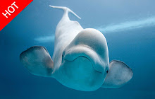 Beluga Whale - New Tab in HD small promo image