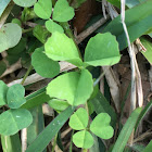 Clovers