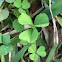 Clovers