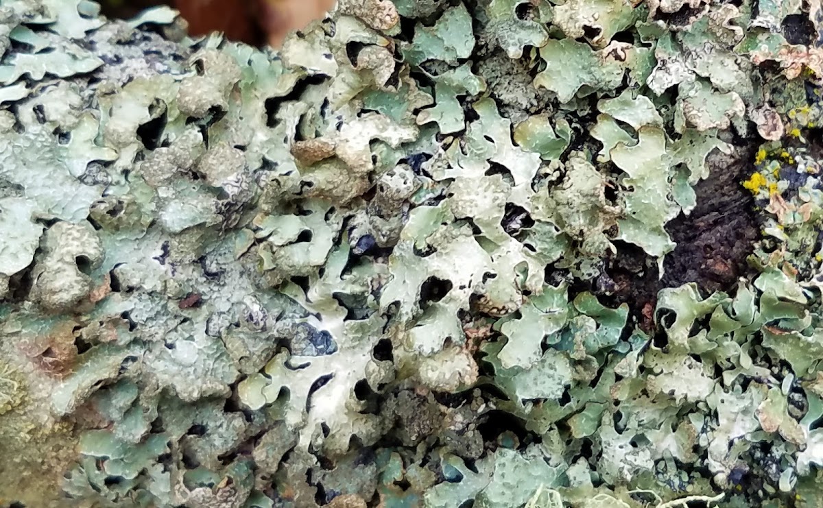 Cracked-shield lichen