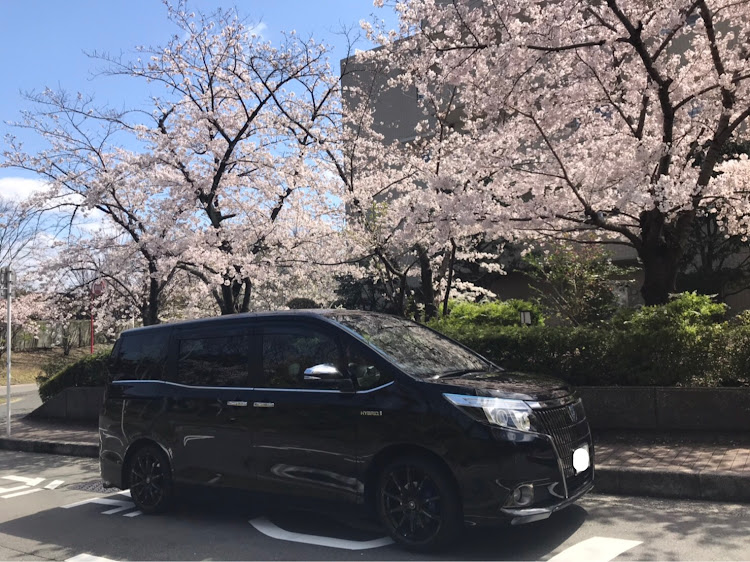 エスクァイアの桜と愛車・桜とコラボに関するカスタム事例の投稿画像1枚目