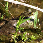 American bullfrog