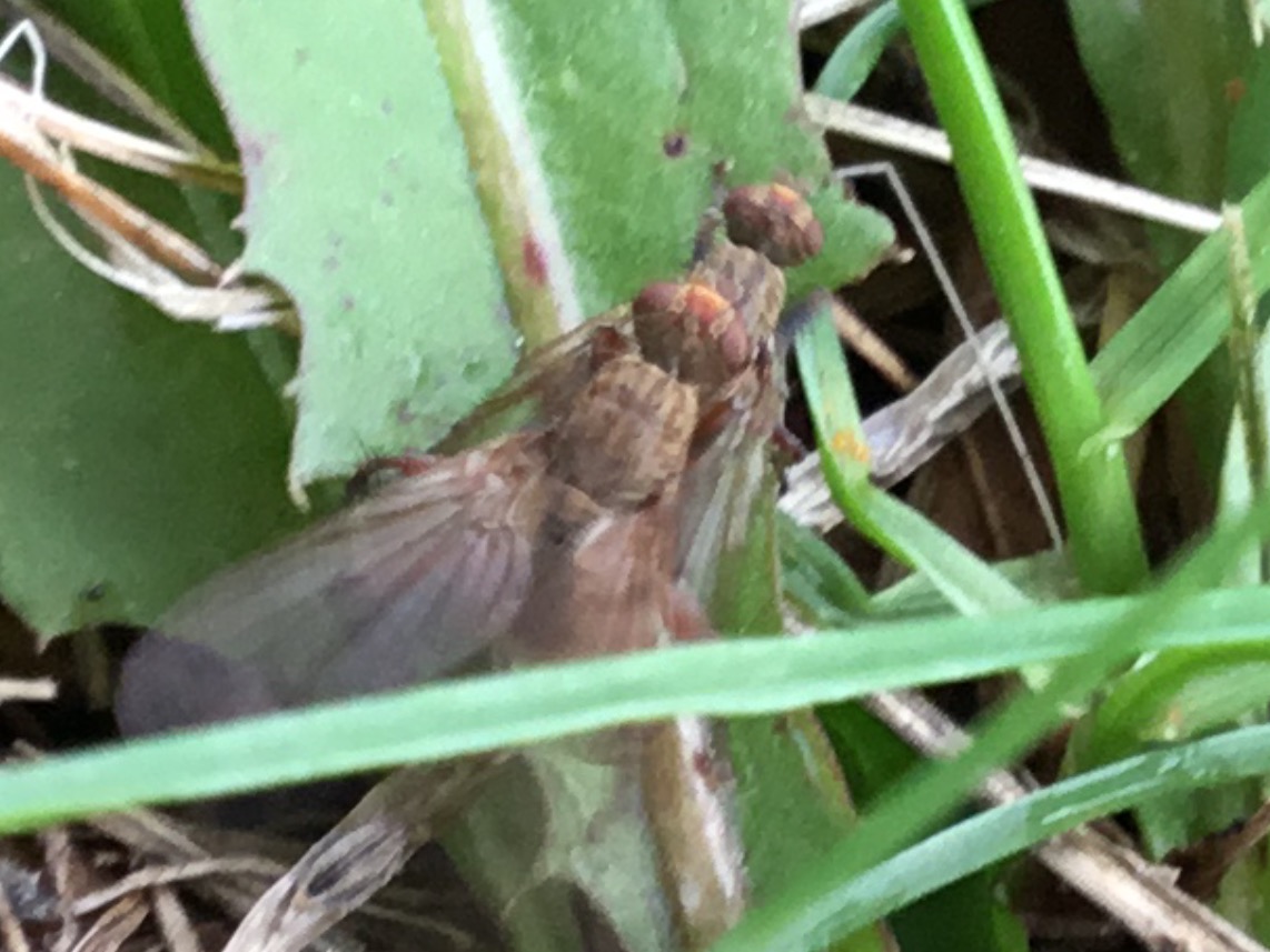 Tachanid Fly