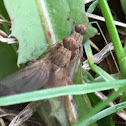 Tachanid Fly