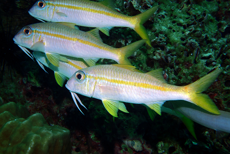 Yellowfin goatfish