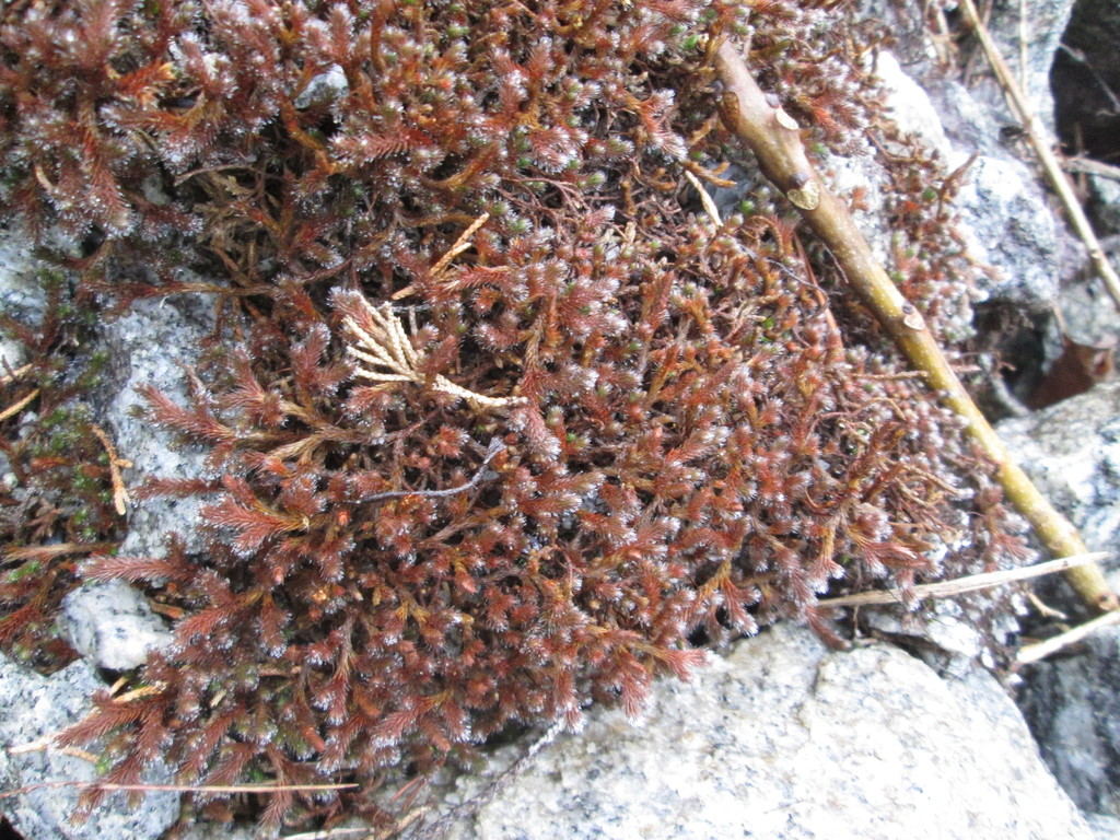 Rock Spikemoss