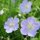 Wild Geranium