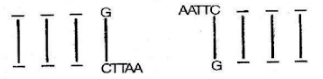 Restriction Enzymes