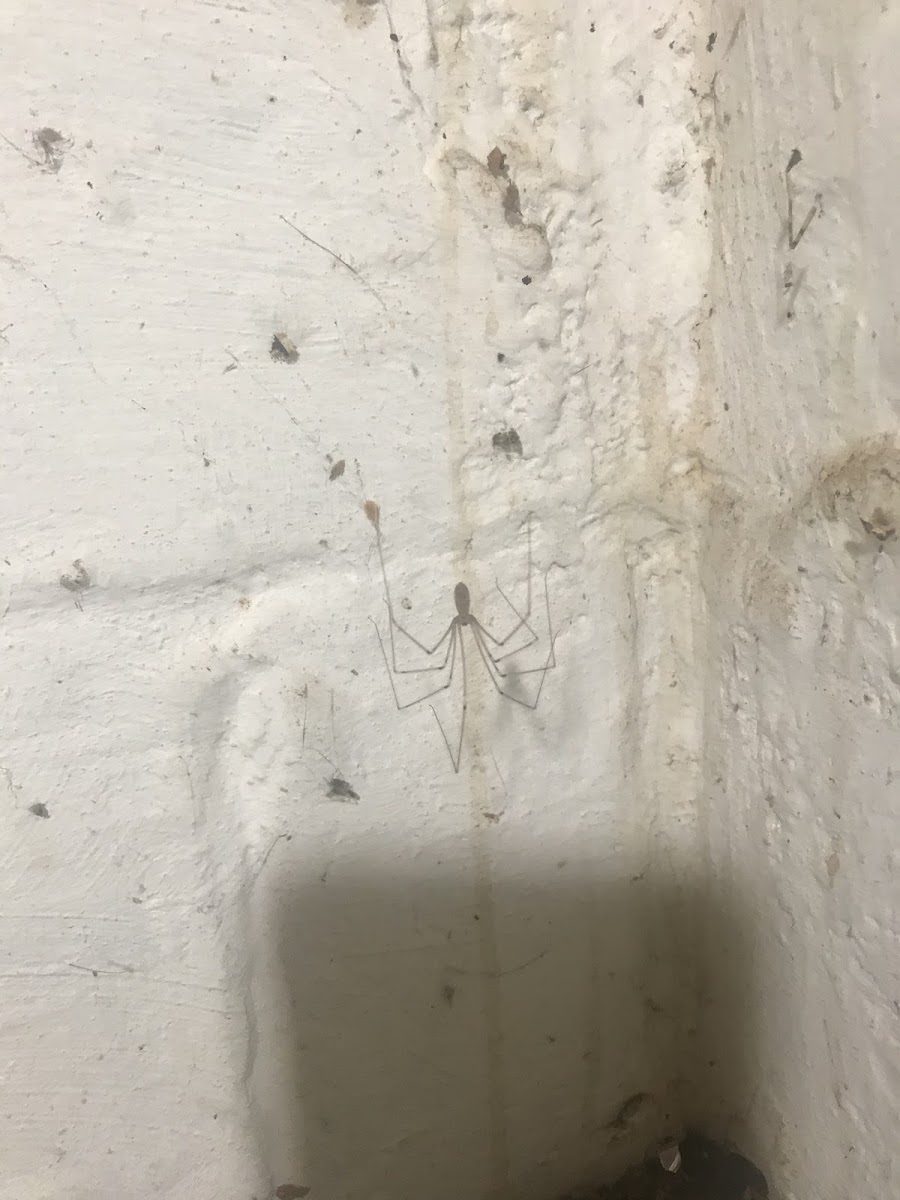 Cellar spider