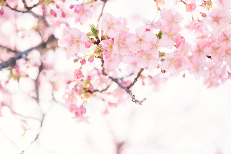 Cherry blossoms in a tree