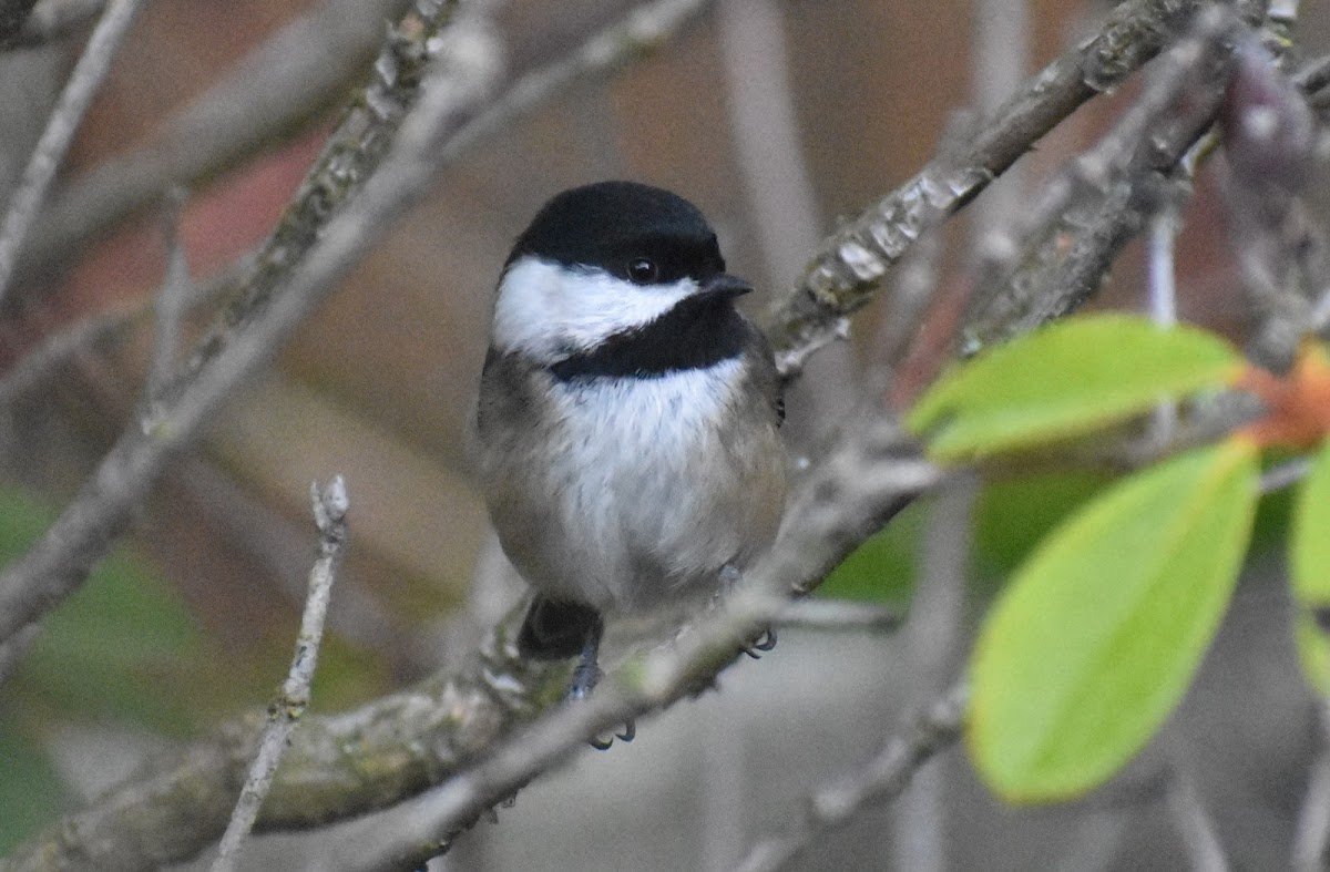 Black-capped Chickadee