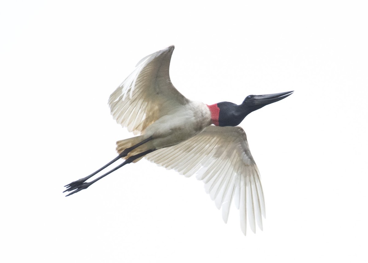 Jabiru Stork