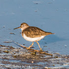 Common Sandpiper