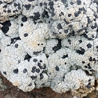 Disc lichen