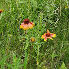 Arizona Sun Blanket Flower