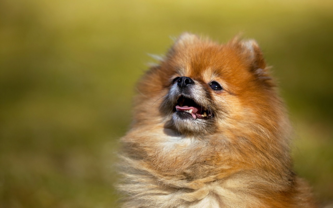 Pomeranian Wallpaper Preview image 7