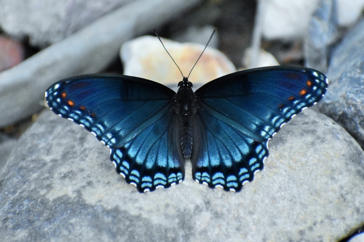 Red-spotted purple