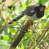 yellow-billed blue magpie or gold-billed magpie