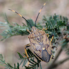 Gum Tree Shield Bug