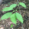 Fringe-Tree