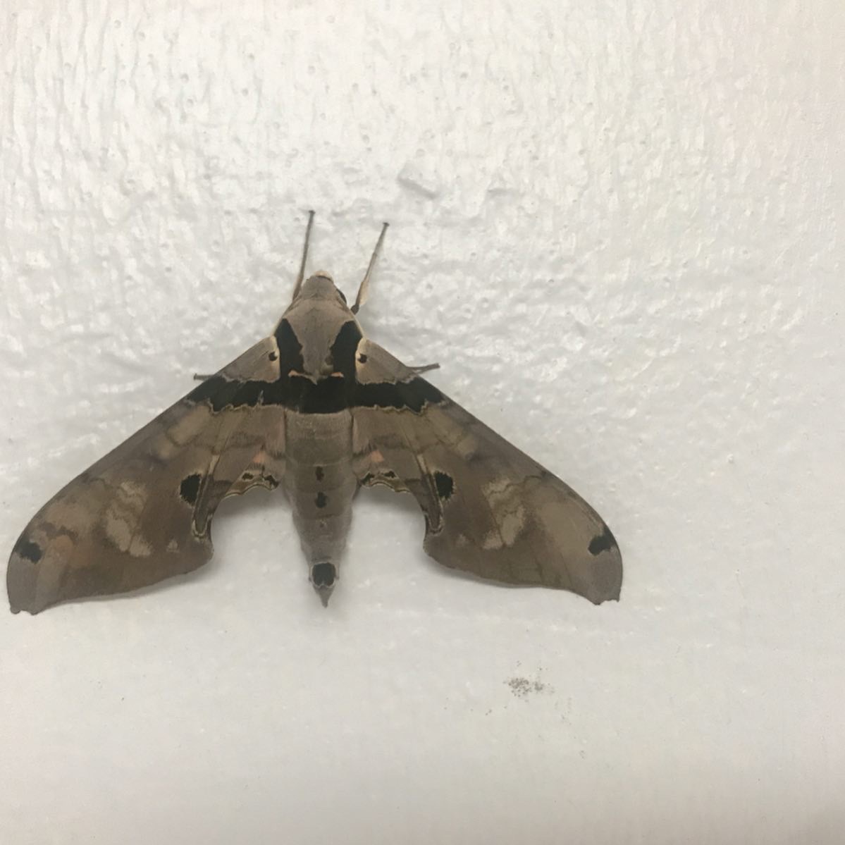 Sphinx moth