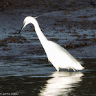 Little Egret