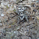 Zebra spider