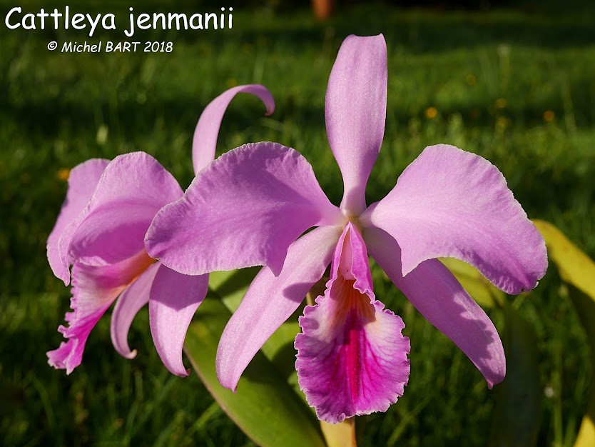 Cattleya jenmanii 9w-m_Xe_OLWpz1u1tXQKjGH3pYdq1CG8cFPEHkY6AWB5RYm3PMFmE-LEIsZS3RBWzJ5aXFM9HXNsqmpfj7HtVFNA5aJegA4fOv_hmwsZIIQUQiwpz0pQ7s_ShtQV9dfyZ0M-_8yNOhOPM-CMT0hOmAv9XBKLvRfvpgxs7eEiyjy3Hj2T-C_OiRtfbCe1-COi-OgfaQ8-CVLU4zjKbwGCcKrT-F9jYKFzWHtll0yElebGr9ZcH_HOMtZygaNplMiVLVadIDccknAP6zvMTEzeDOM1H2_YeVGUeZ4ErZ4liF2Yyec36L-Zhsfudqt9e1xnkVHTpBuywDCE7hhe69acc6HtkQCKYNoRoQVbgJu7s5NYJMBXC926O1bKuQuip9ORL4qkscveFFL-9IqrJ0H4PhsvJQtlQ7KOTrQEOoJZ5WSffuYw0AQTs6QkCeRf25IBK_Uqp2cpXdowjg1gc4nu0jco_XTDdbAFEKKY-Qk5U7sJzt6kDeVAgymyWYYyOi6tmkoGcTjA1jLhPChls6iPss1UDkeetG9HhEjuVa4Yl2aTi1HwJN2ArwwaFBOyZy2vcTgp2f807IgFrBD0vICrDnmD2YiFSR3PxWNN_2Q=w834-h626-no