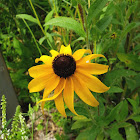 Black-eyed Susan