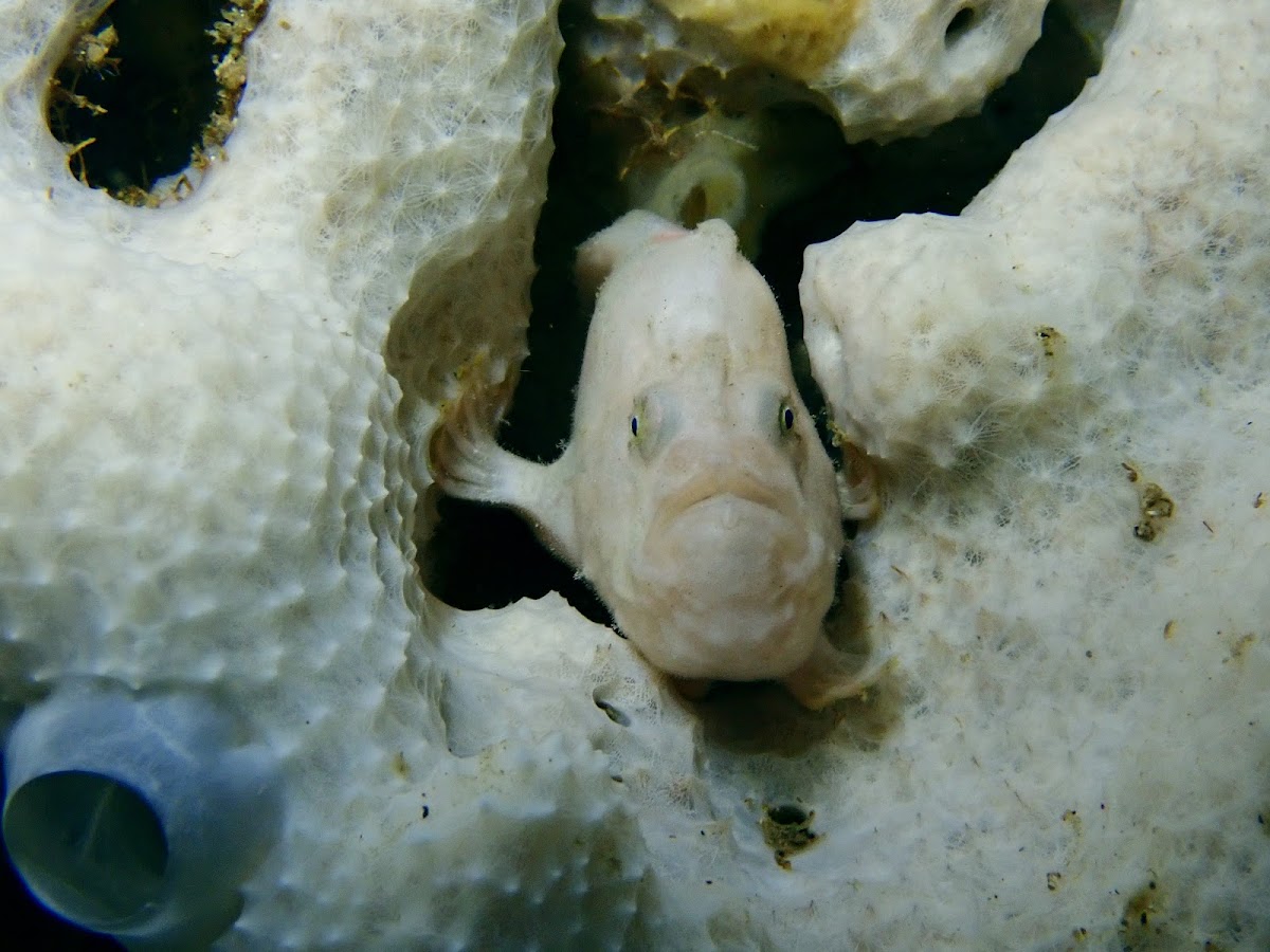 Freckled Frogfish