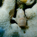 Freckled Frogfish