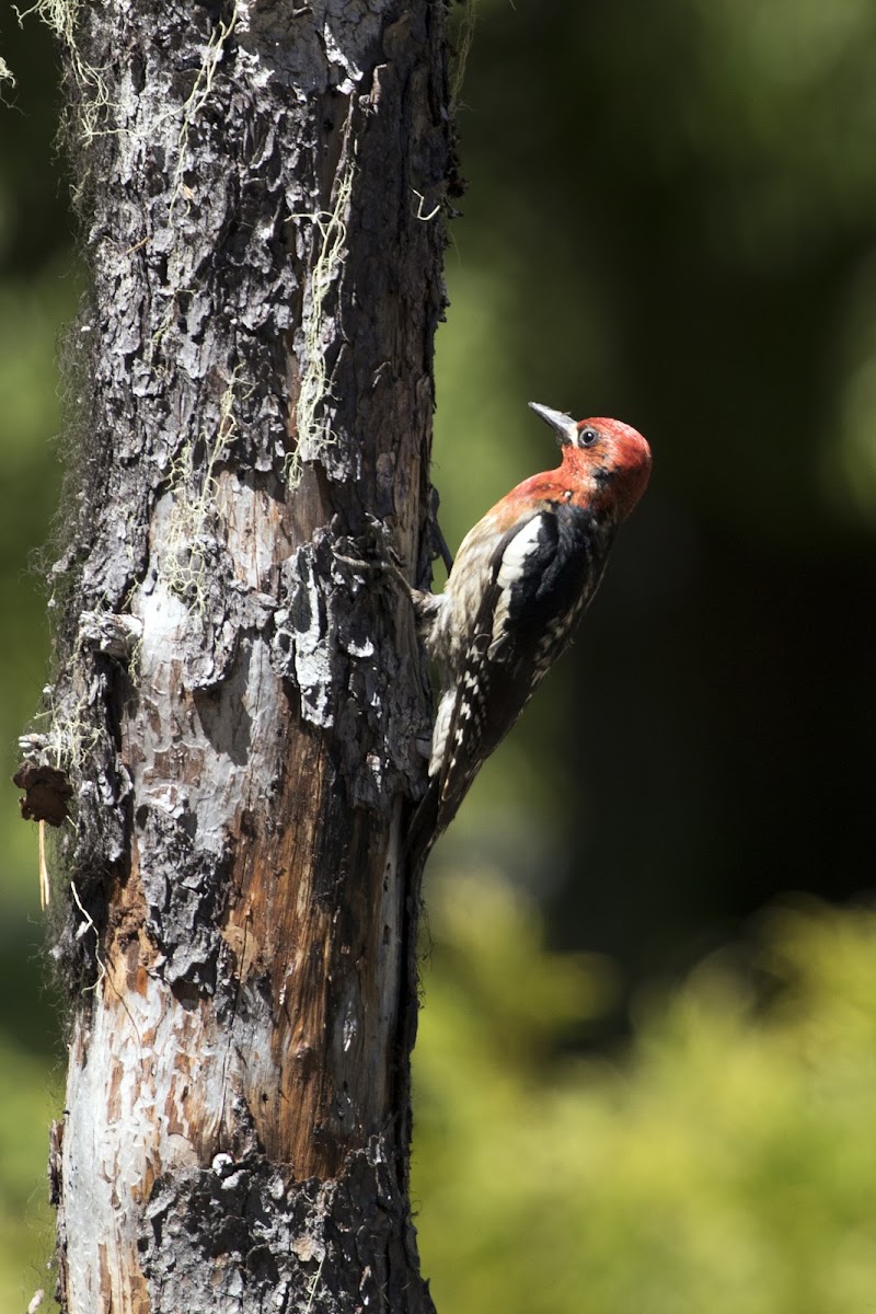 Red breasted sap sucker