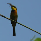 Little Bee-Eater