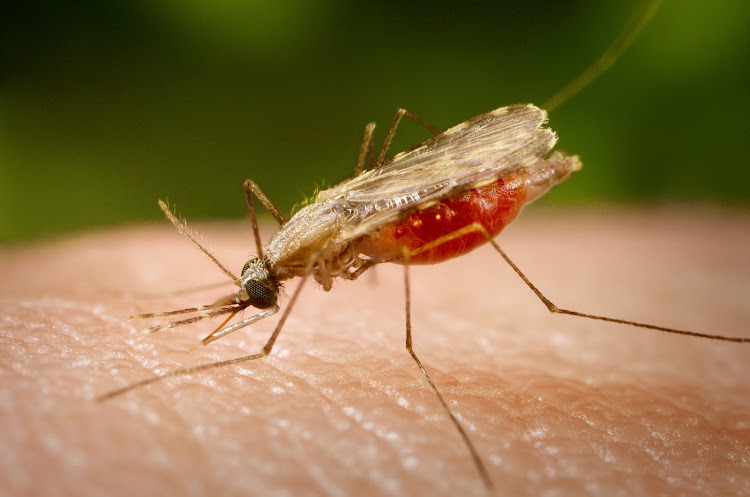 The anopheles gambiae mosquito transmits malaria to humans