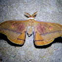 Helena Gum Moth - male