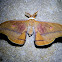 Helena Gum Moth - male