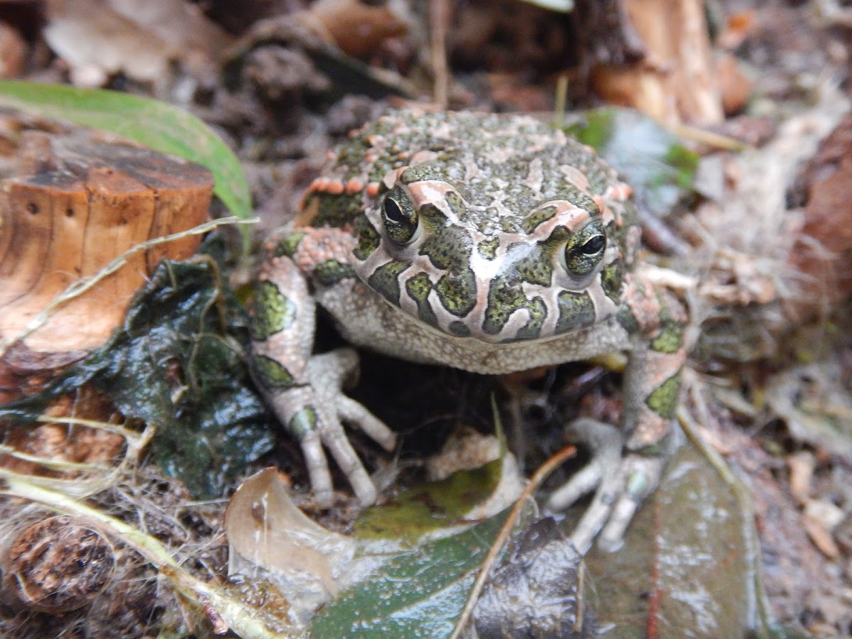 European green toad