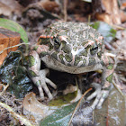 European green toad